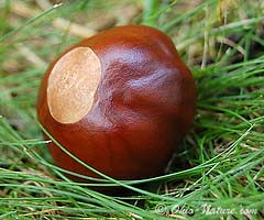 buckeye-tree-nut-med